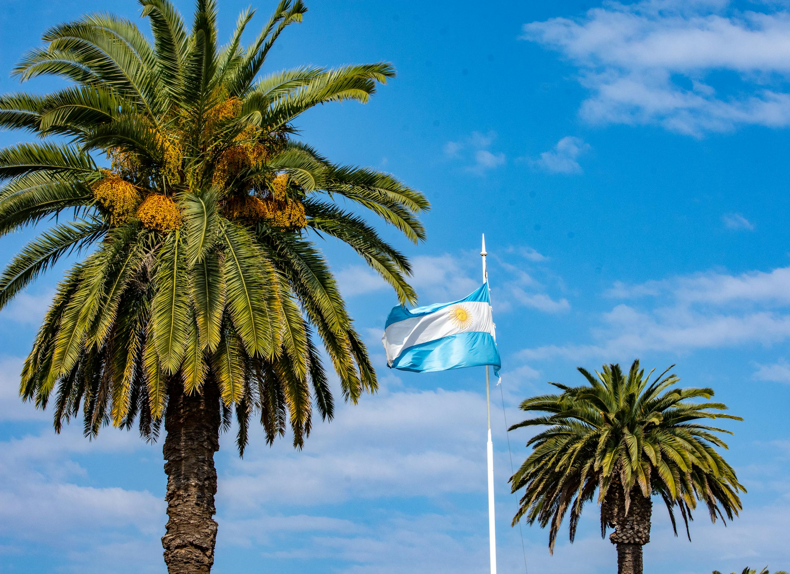 Argentinian flag waving amongst palm trees under a clear blue sky, creating a tropical and patriotic scene.